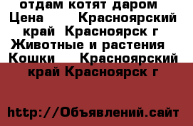 отдам котят даром › Цена ­ 5 - Красноярский край, Красноярск г. Животные и растения » Кошки   . Красноярский край,Красноярск г.